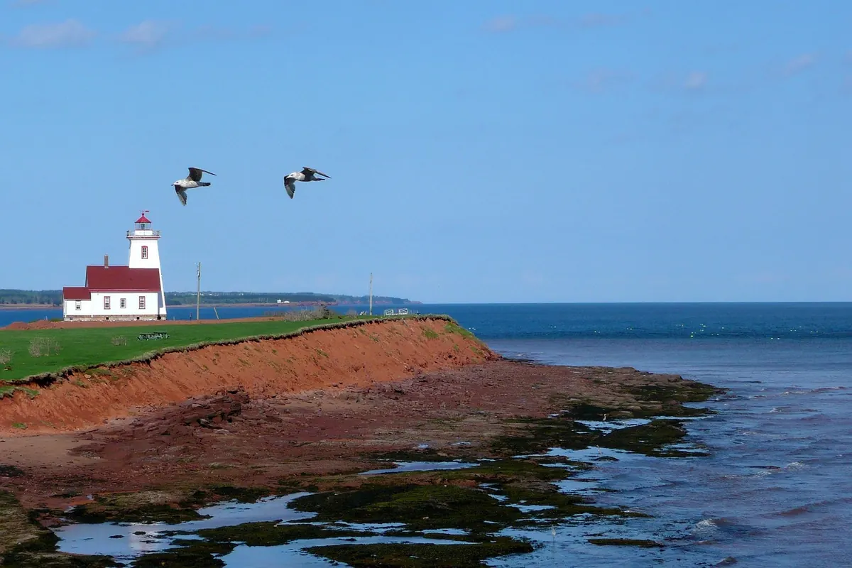 Coastal Birdwatching Trails: A Seasonal Guide to UK Seabird Colonies and Estuaries