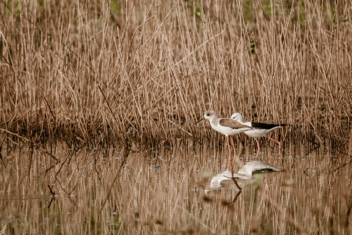 Planning Your First Wetland Reserve Visit: A Step-by-Step Birdwatching Guide