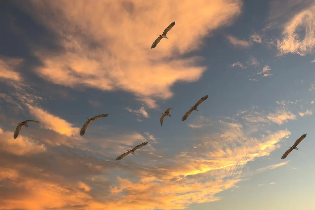 Understanding Bird Migration in the UK: When, Why and Where to Watch